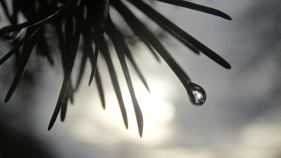 Desktop Closeup Tree