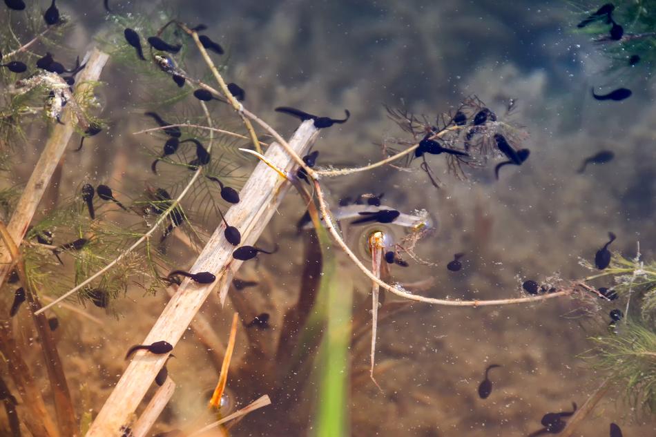 Nature Animal World Tadpoles