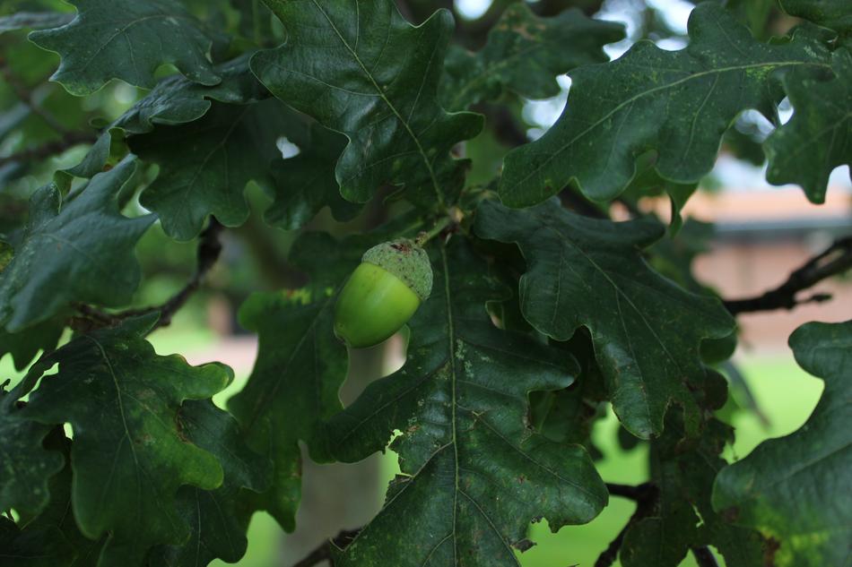 Leaf Plant Natural