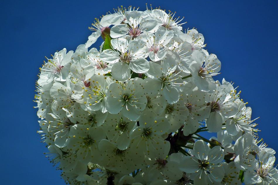 Flower Plant Nature