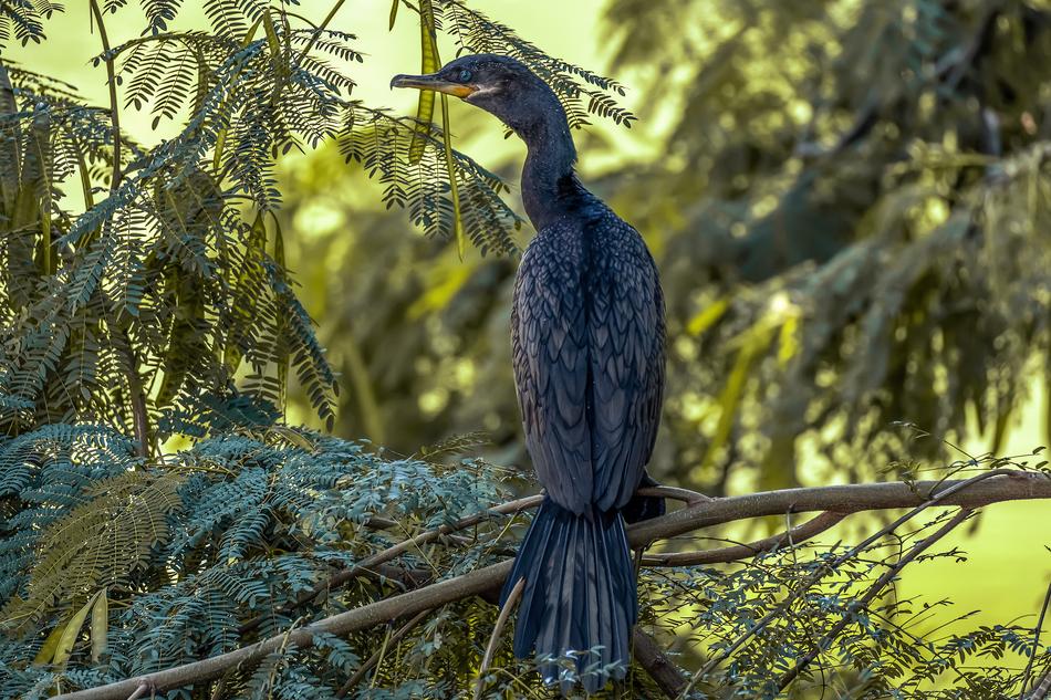 Nature Birds Wildlife