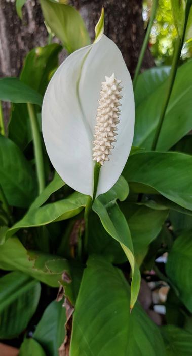 Anthurium White Flower