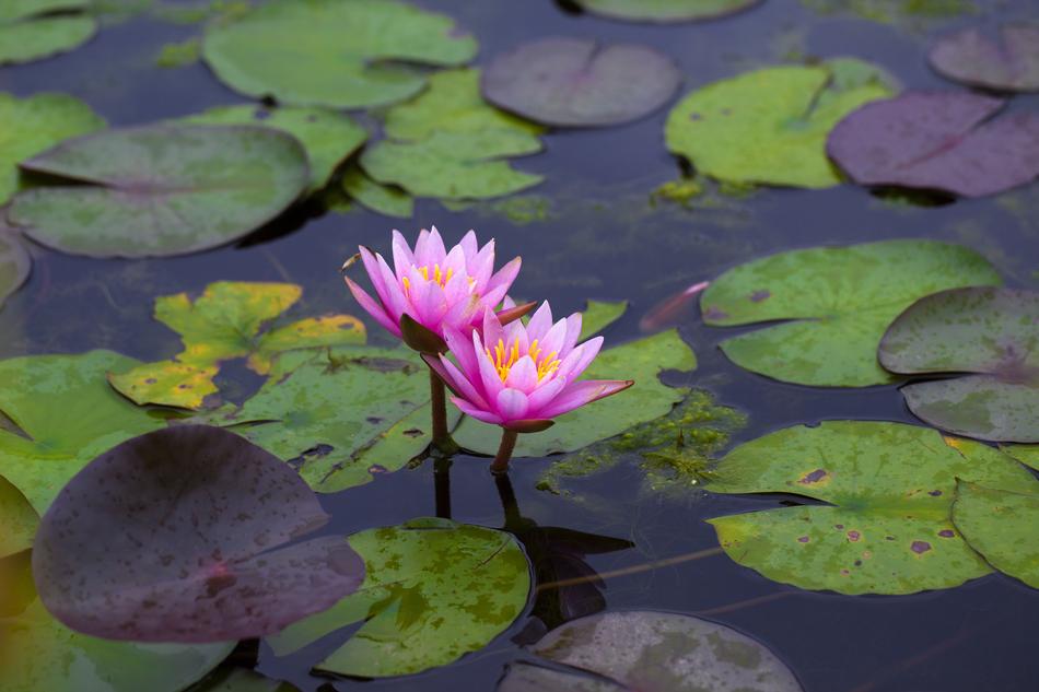 Water Lilies Flowers Pond