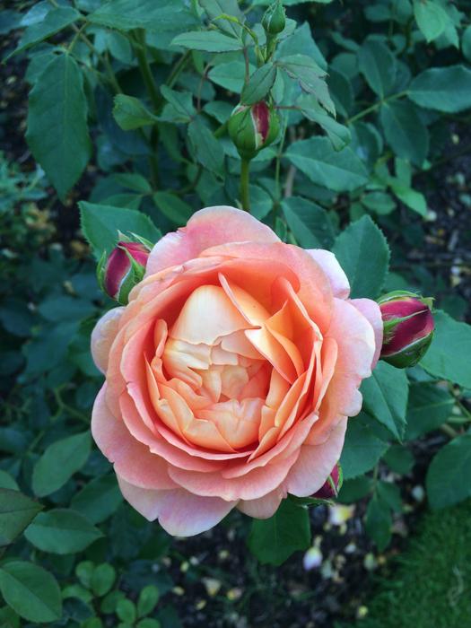 Flower Rose Garden