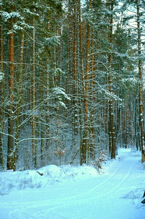 Snow Winter Nature