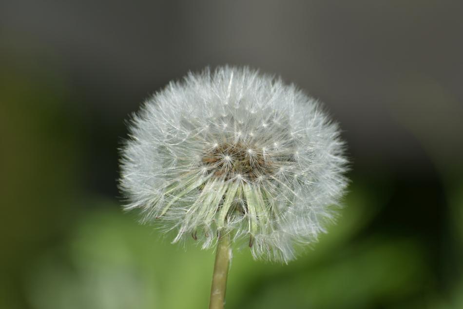 Natural Landscape Plant
