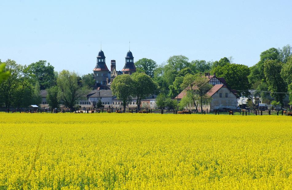 Landscape Rural Canola Field