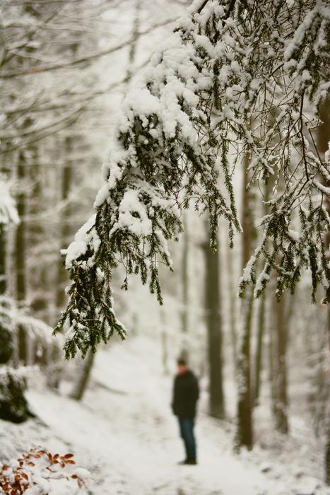 Winter Snow Snowy Forest