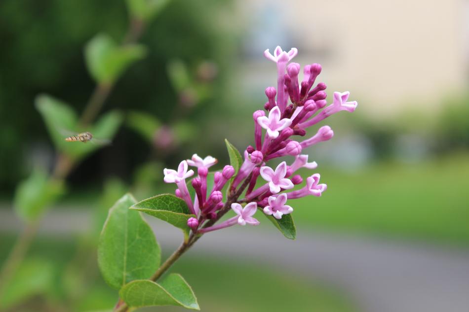 a pink branch against a green garden