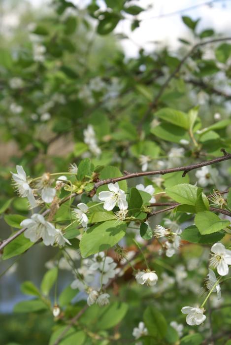 Tree Nature Plant