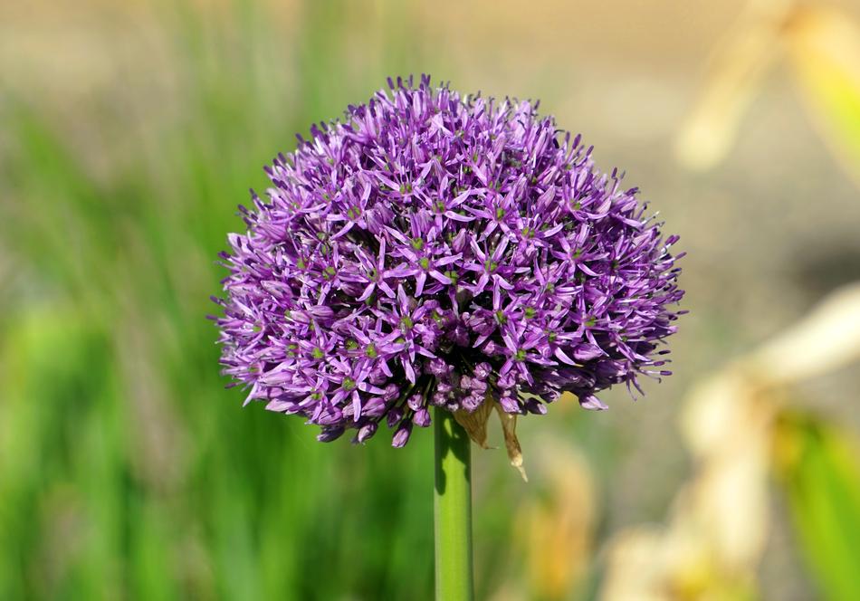 Nature Plant Flower