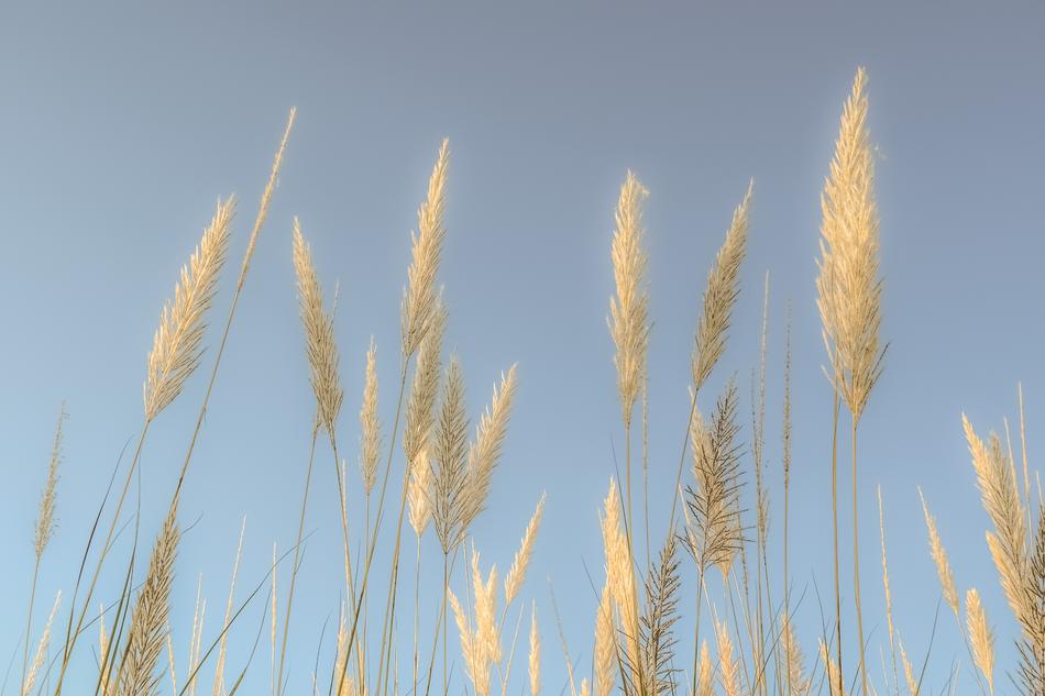 Reeds Sky Nature