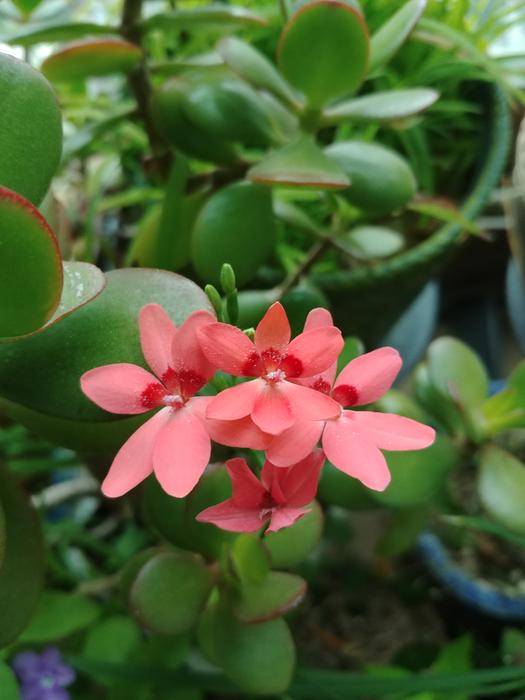 Plants Nature Flowers