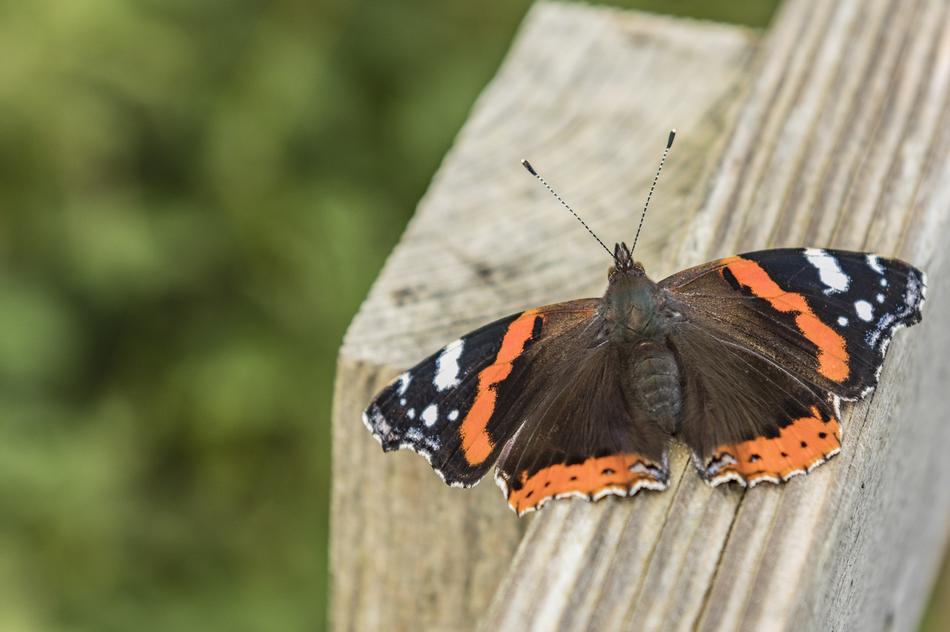 Nature Butterfly Insect