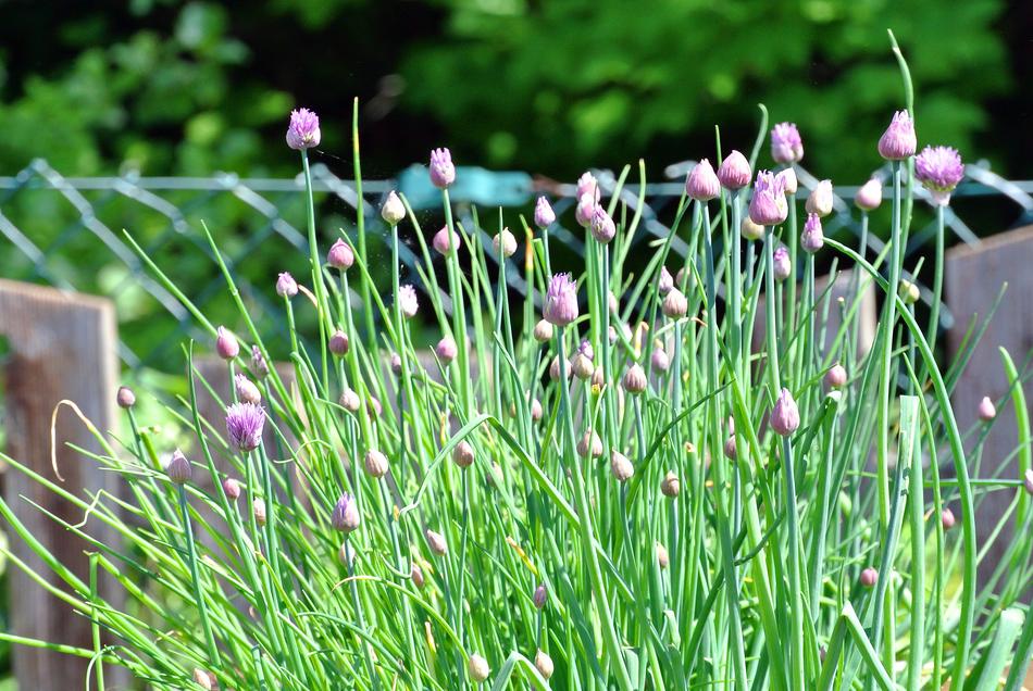 green grass with small flowers landscape