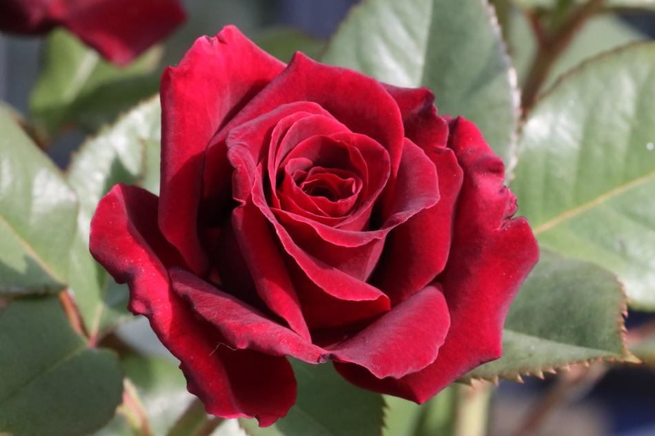 Rose Flower Beautiful
