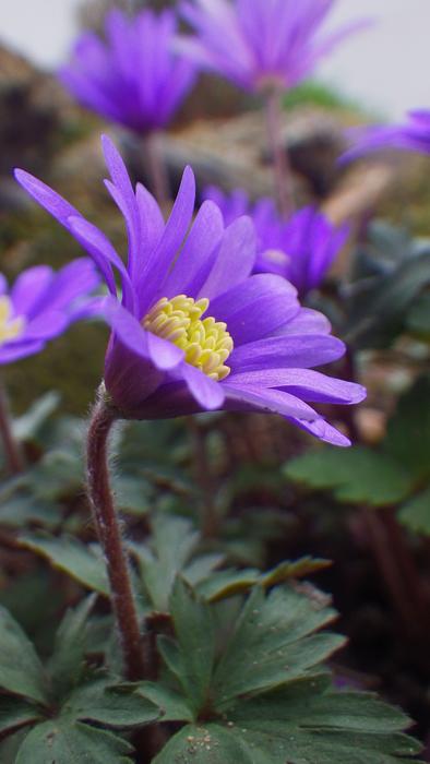 Nature Flower Plant