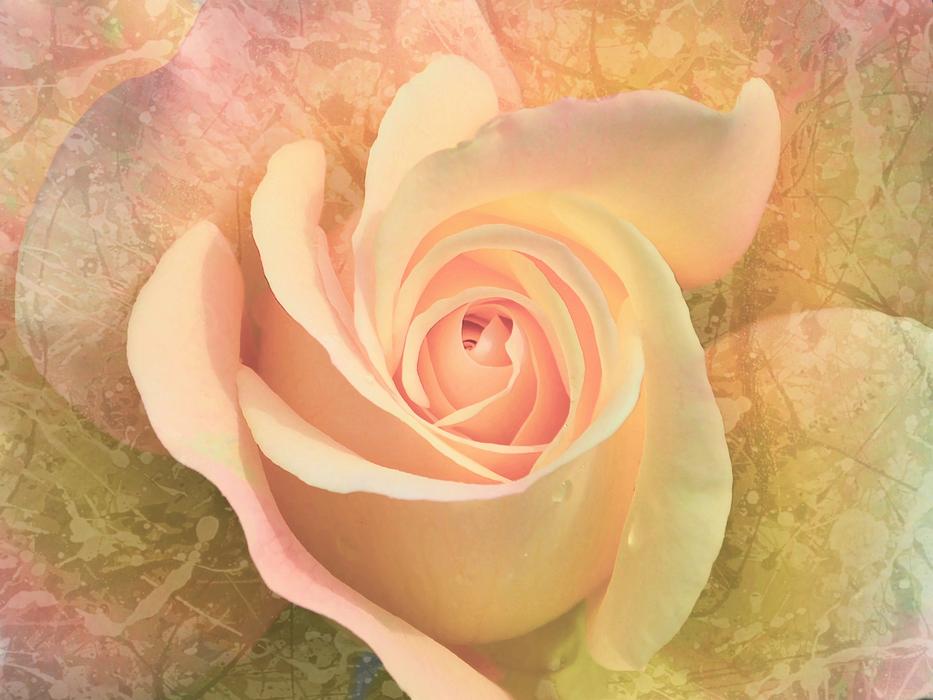 Flower Rose