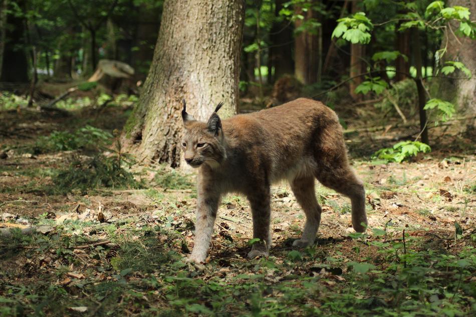 Nature Wood Mammal Animal