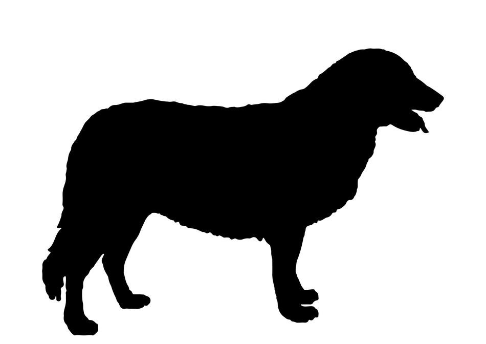 atlas mountain dog animal aidi