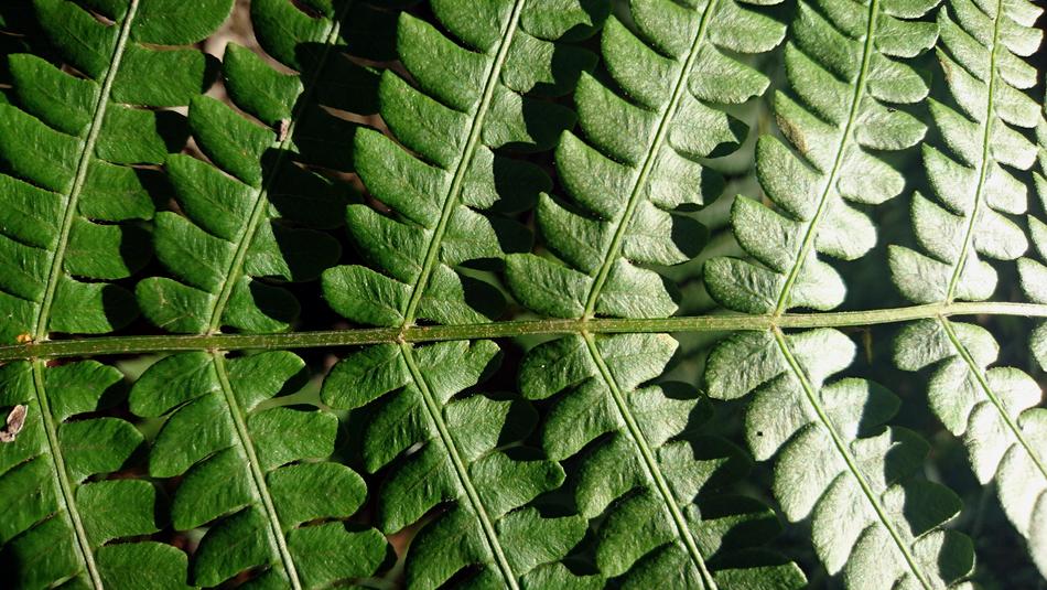 Fern Sheet Plant