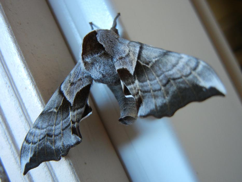 Smerinthus ocellatus, eyed hawk-moth, large grey moth