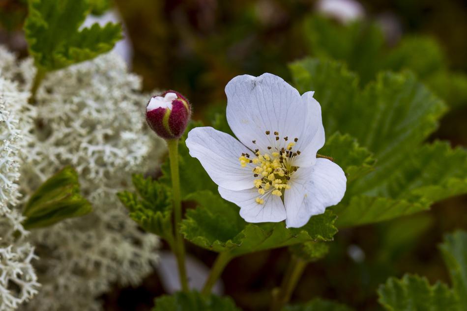 The Nature Of Flower Leaf