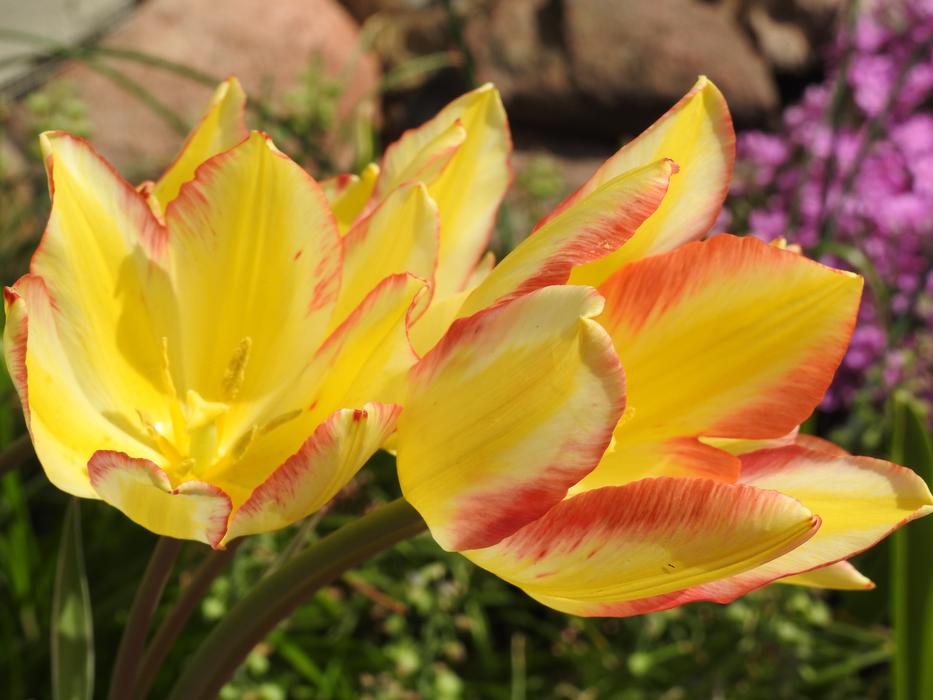 Nature Flower Plant