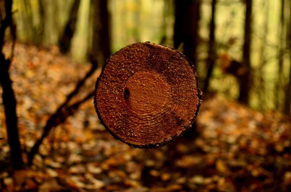 Forest Autumn Nature