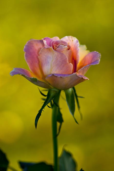 Flower The Nature Of Rose