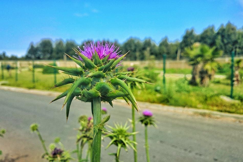 Nature Plant Summer