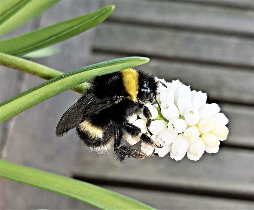 Flower Muscari Hummel