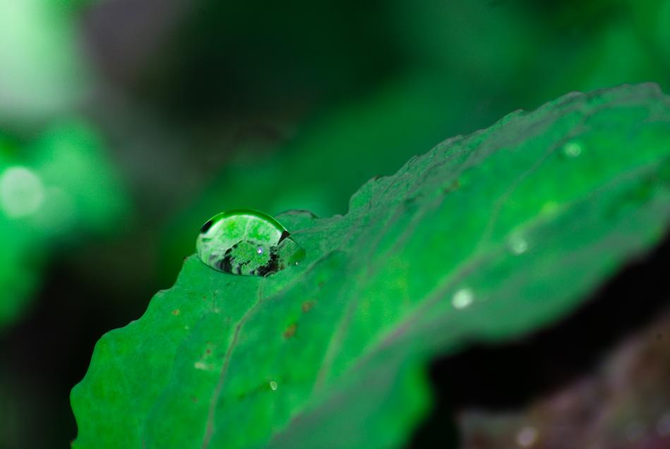 Leaves Rain Nature