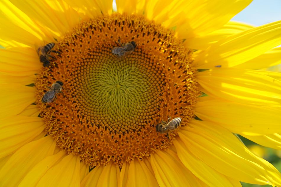 Sunflower Yellow Flower