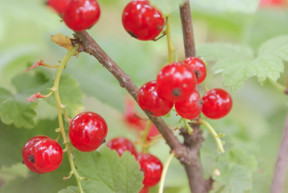 Fruit Berry Nature