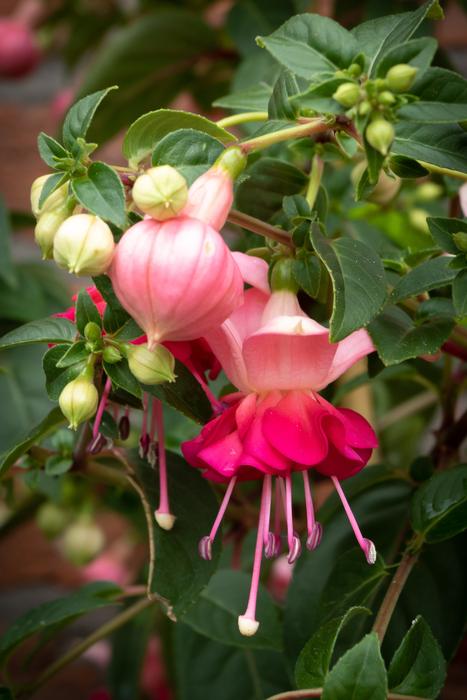 Nature Sheet Garden
