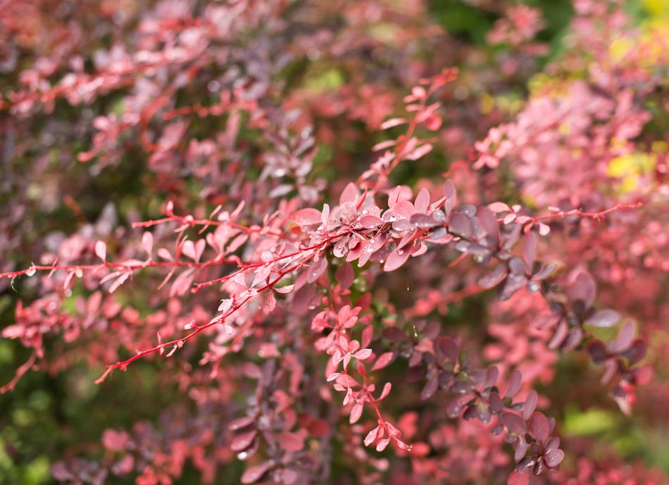 Rose Bush Plant Ornamental