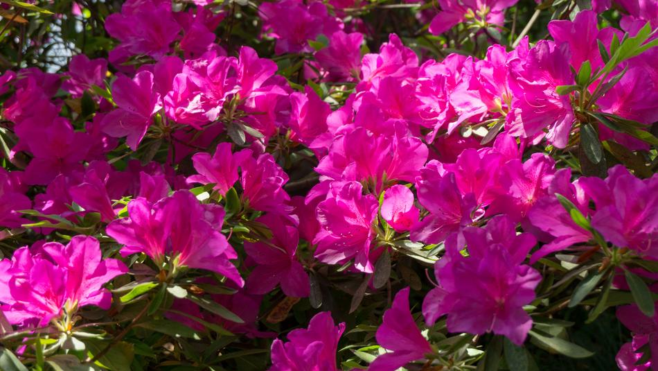 Red Bright Spring Flowers And