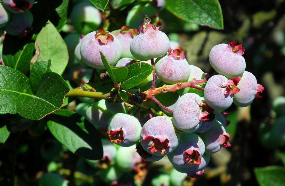 Fruit Bilberry American Bush