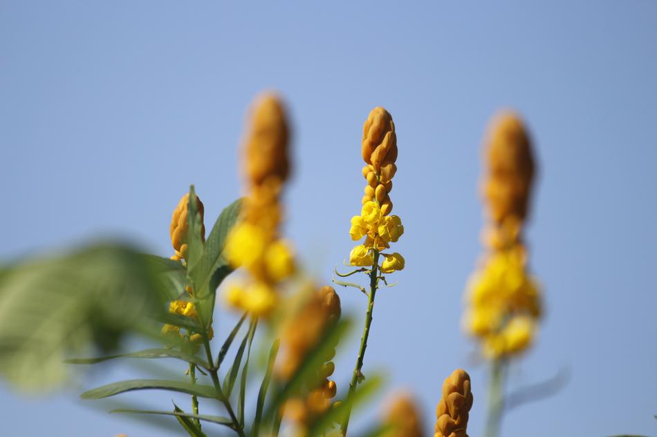 Nature Flower Flora