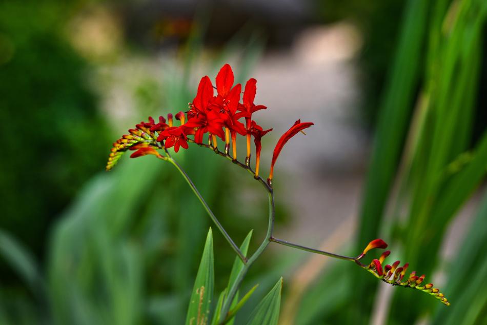 Montbretia Red King Flower
