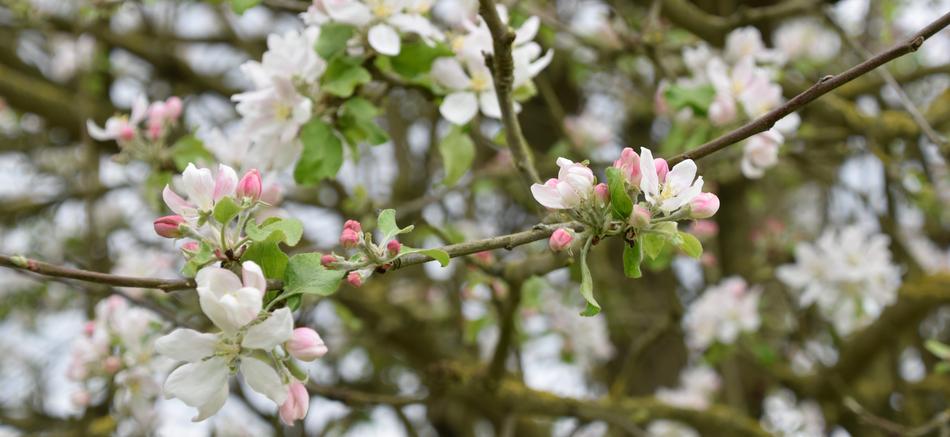 Tree Flower Nature