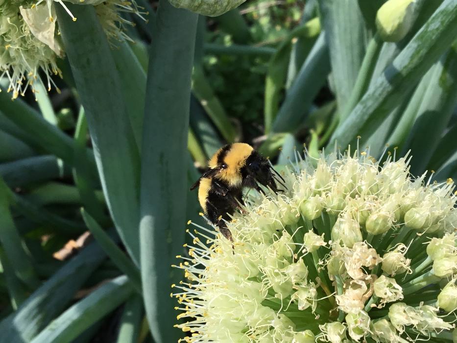 cute insect on a flower
