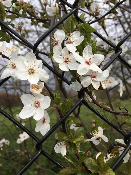 Flower Branch Flora