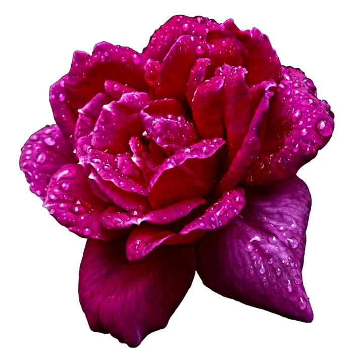 Nature Flower Rosa