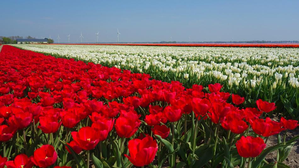 Tulips Bulbs Tulip