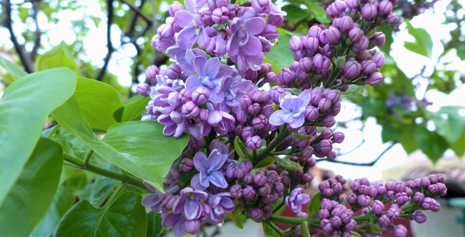 Flower Plant Nature