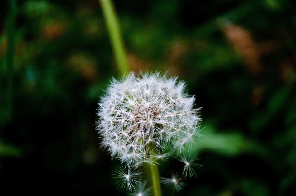 Nature Dandelion Plant