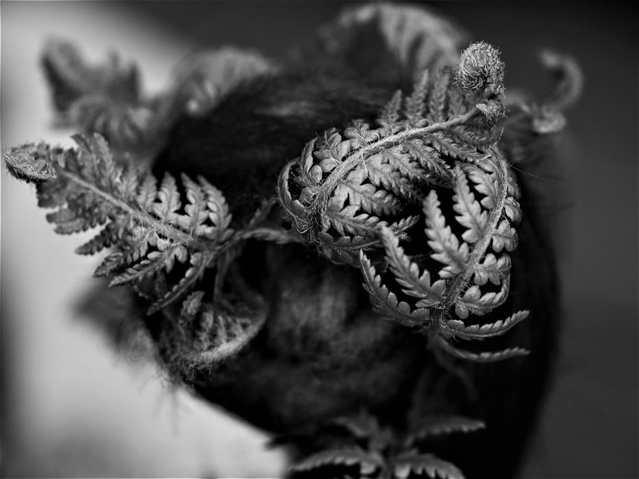 Closeup Nature Fern