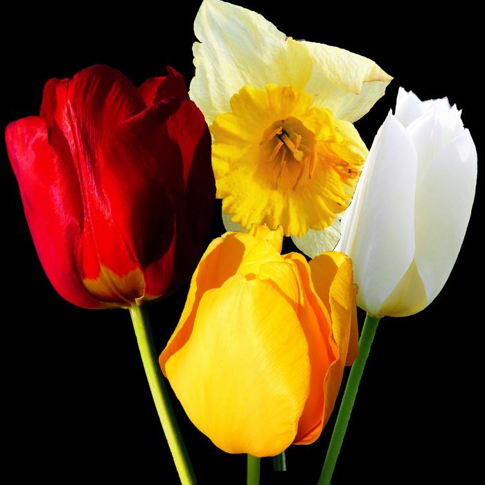 Plant Flower Nature